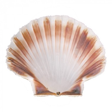 coquille Saint-Jacques Ø12,0cm - 814001