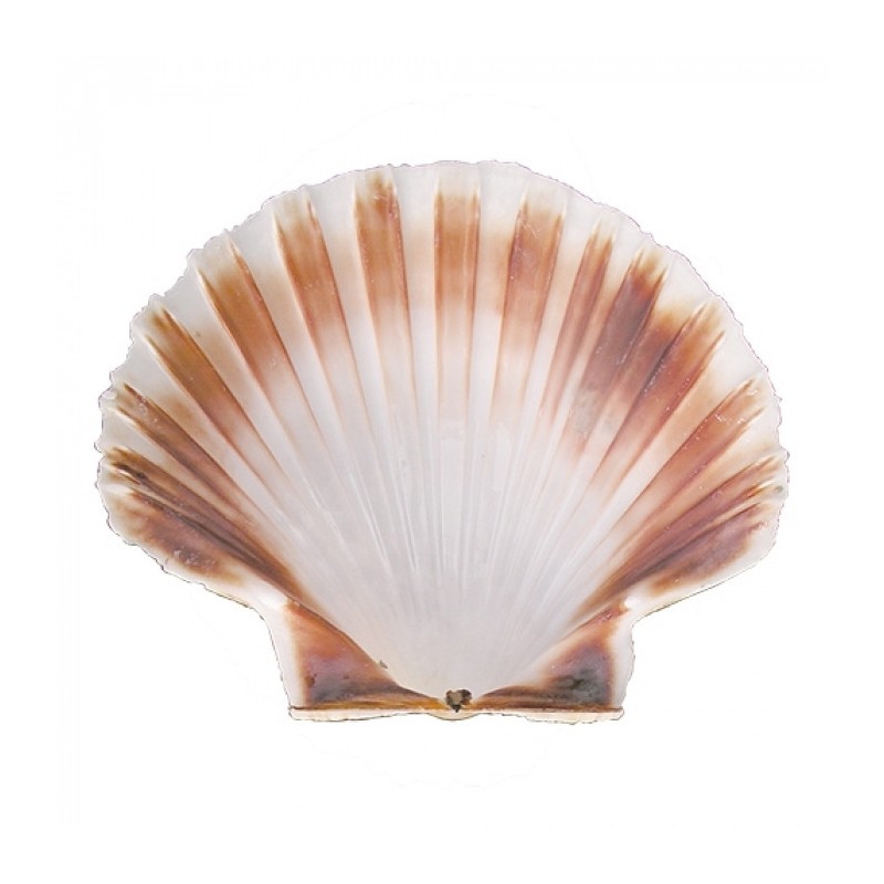 coquille Saint-Jacques Ø12,0cm - 814001