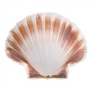 coquille Saint-Jacques Ø12,0cm - 814001