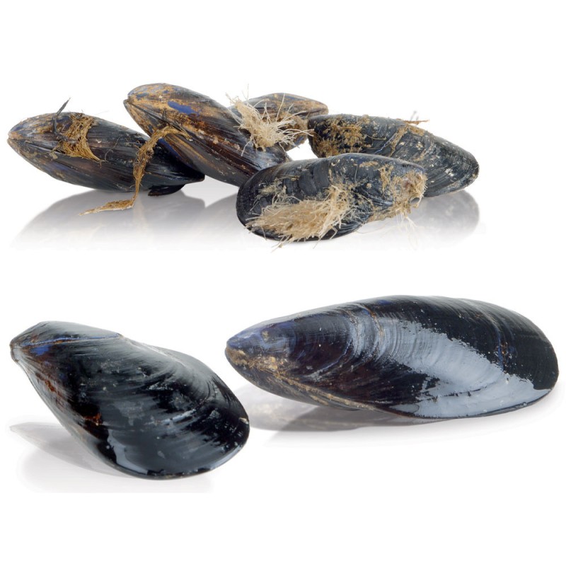 DIAMOND - Lave-moules sur pied - 10 kg - production 150 kg/h